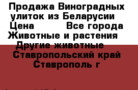 Продажа Виноградных улиток из Беларусии › Цена ­ 250 - Все города Животные и растения » Другие животные   . Ставропольский край,Ставрополь г.